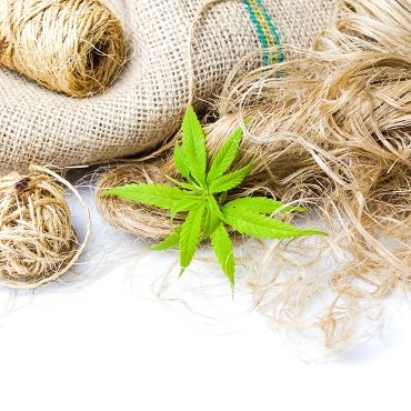 Himalayan Hemp 