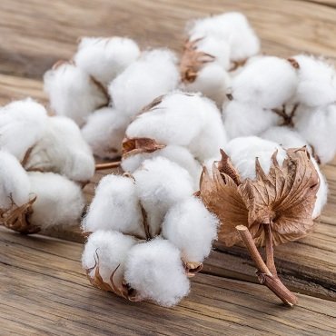 Nepali Cotton